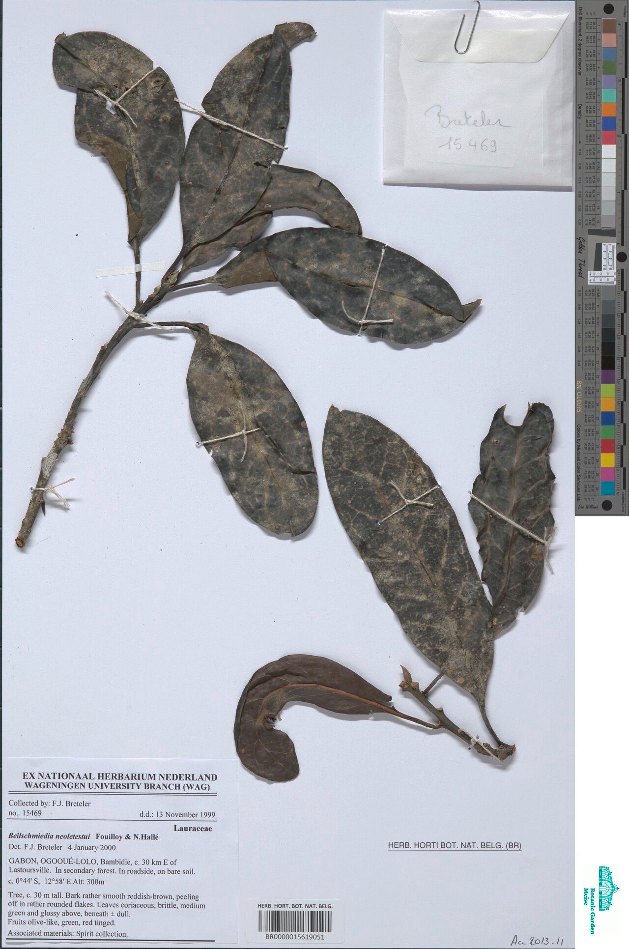 Beilschmiedia neoletestui — houseplant care guide