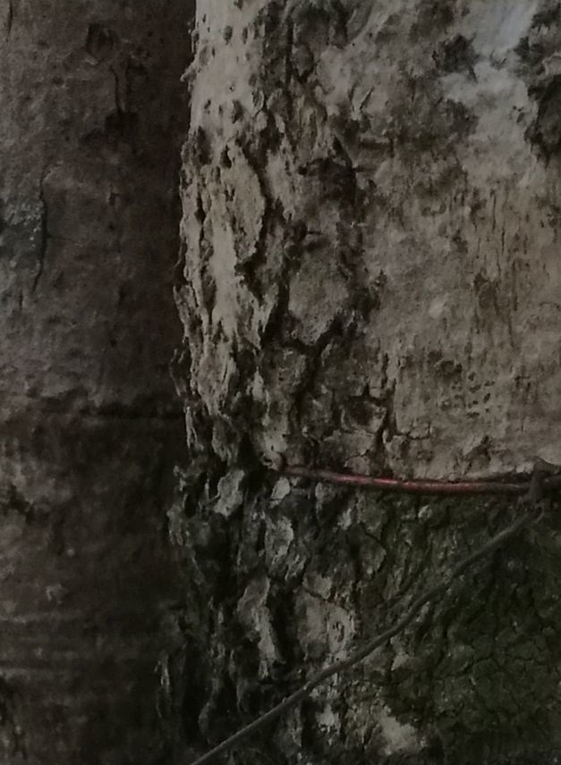 Clerodendrum quadriloculare bark