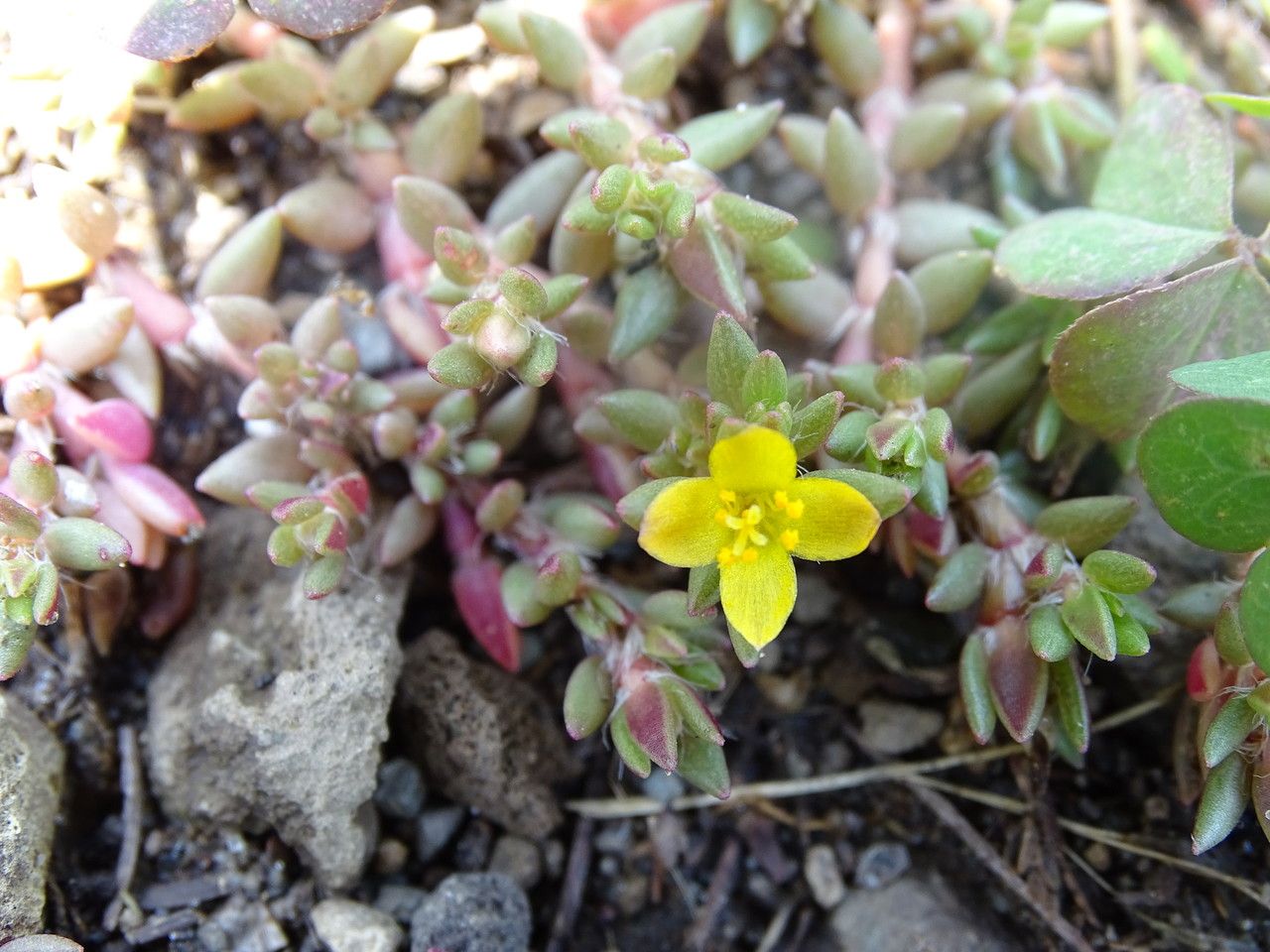 Portulaca quadrifida flower
