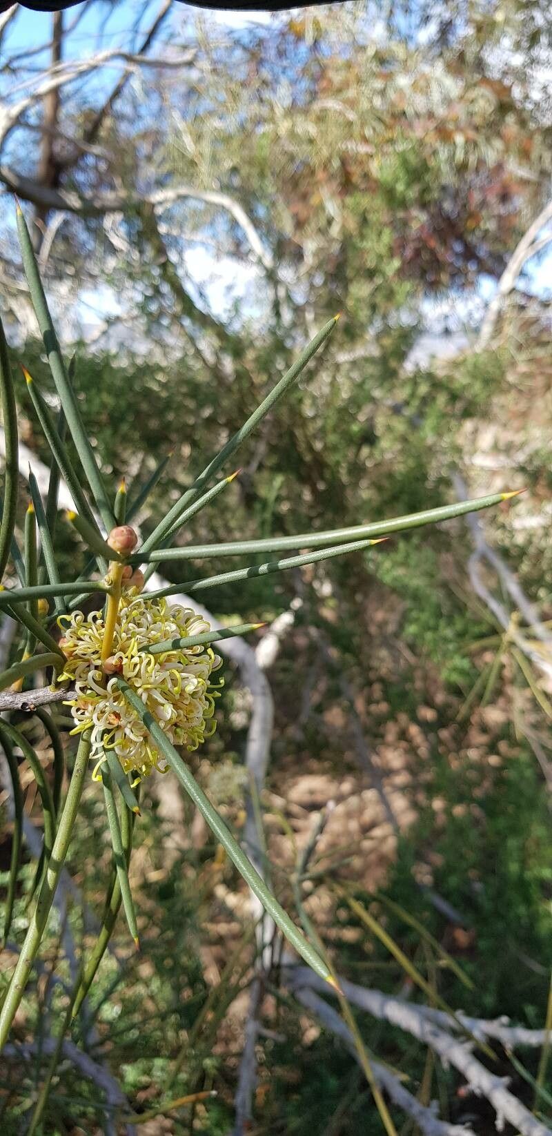 Hakea recurva — search result for 'Hakea'