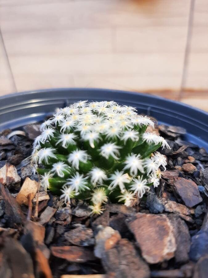 Mammillaria schiedeana bark