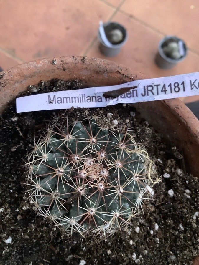 Mammillaria melanocentra leaf