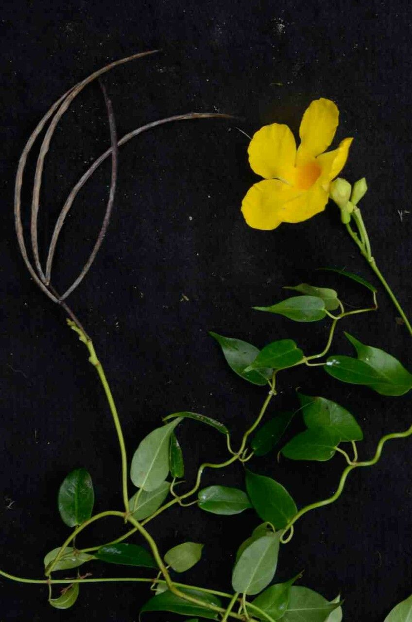 Mandevilla funiformis leaf