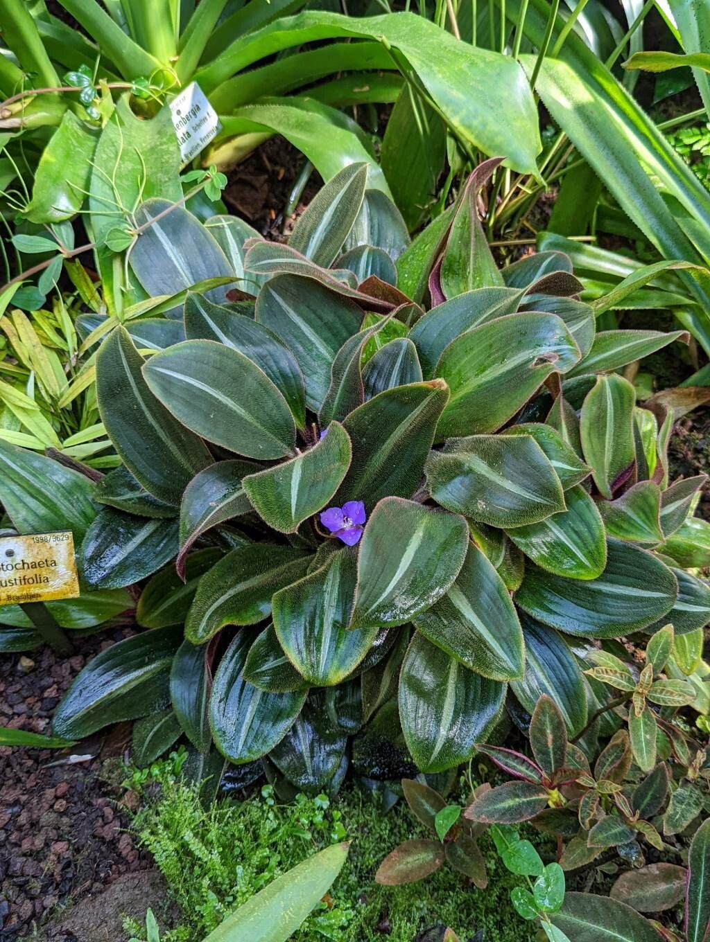 Siderasis fuscata habit