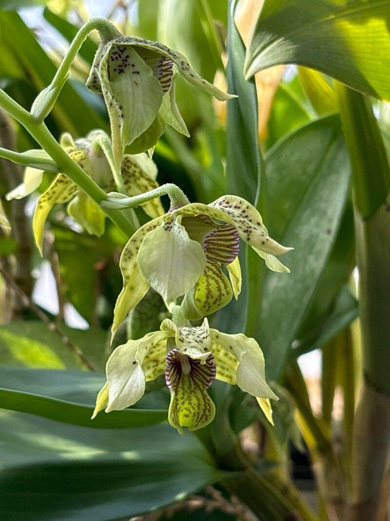 Dendrobium atroviolaceum leaf
