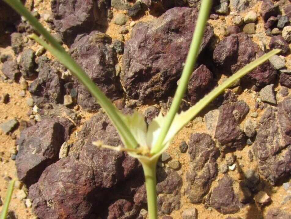 Euphorbia biumbellata leaf