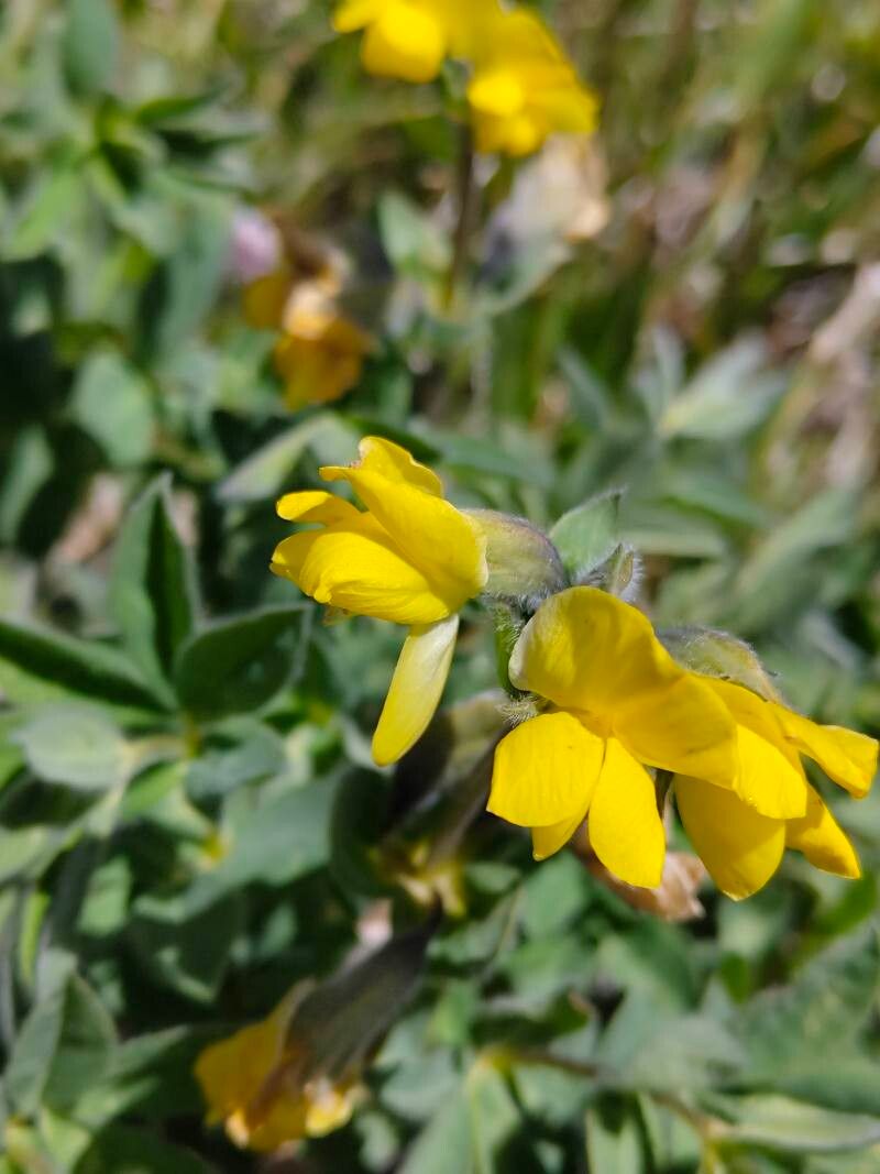 Thermopsis alpina flower