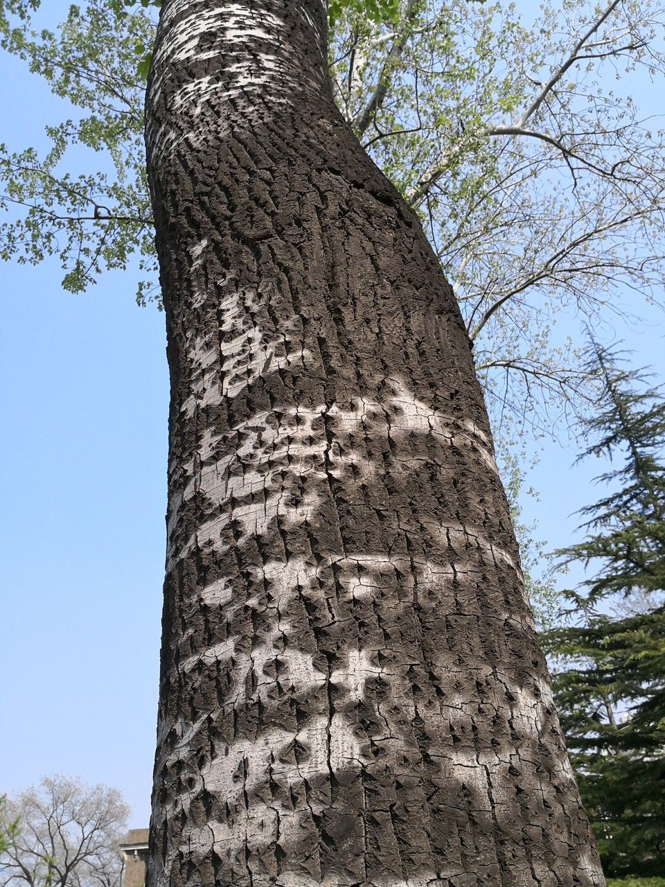 Populus × tomentosa bark