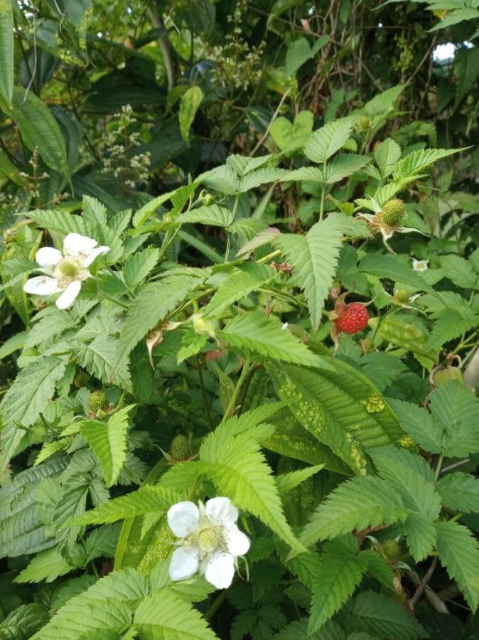 Rubus rosifolius fruit