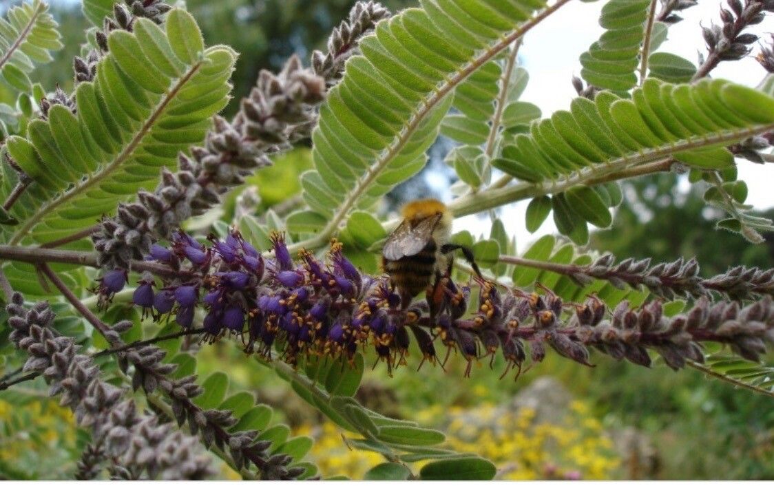 Amorpha nana flower
