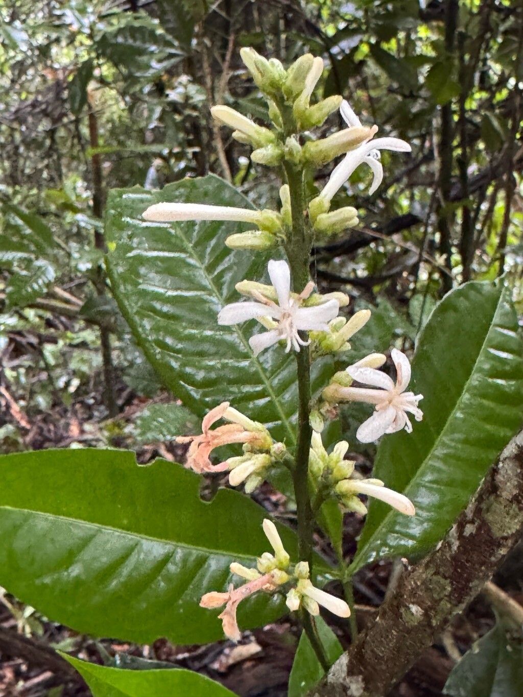Angostura bracteata flower