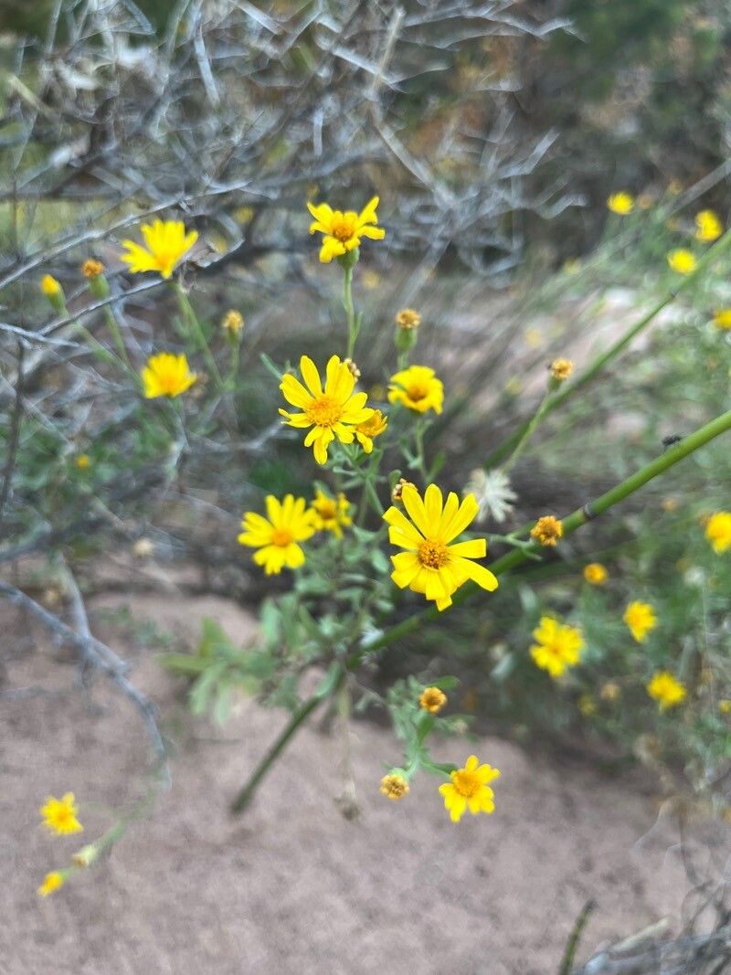 Heterotheca cinerascens flower