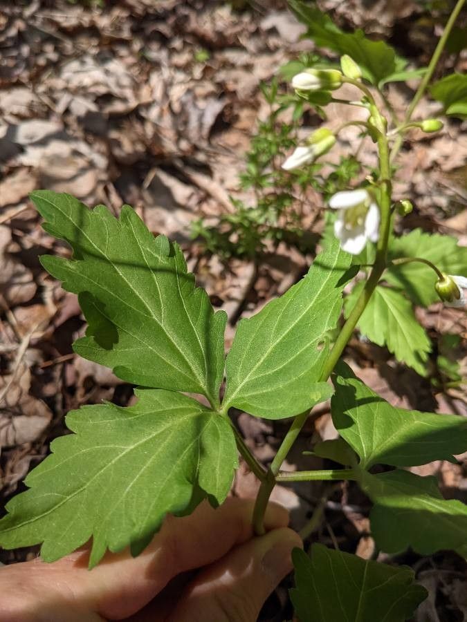 Cardamine diphylla leaf