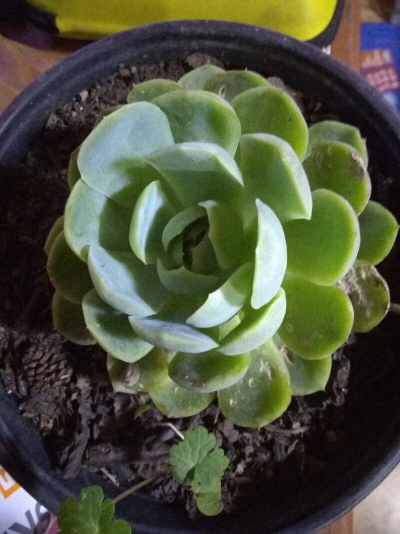 Echeveria secunda fruit