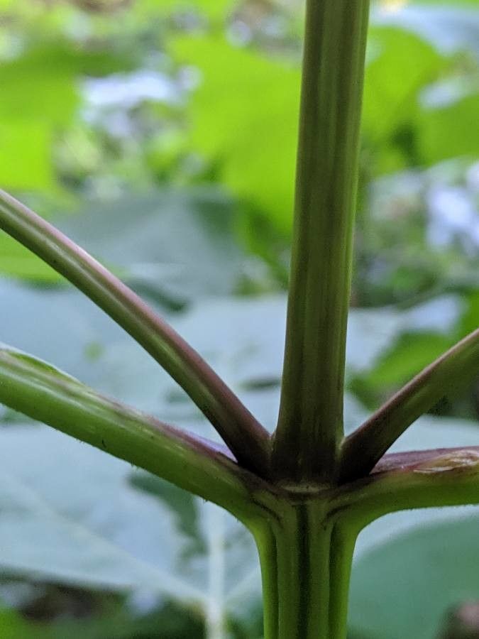 Smallanthus uvedalius bark