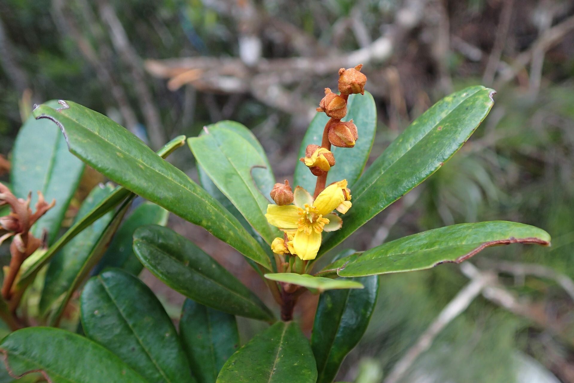 Hibbertia emarginata flower