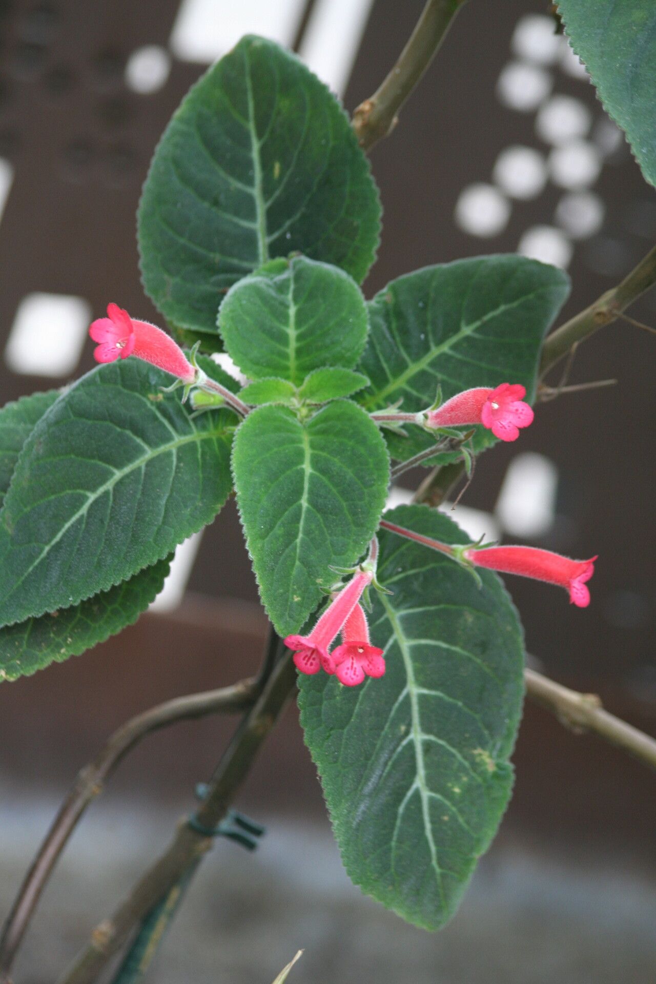Sinningia reitzii flower