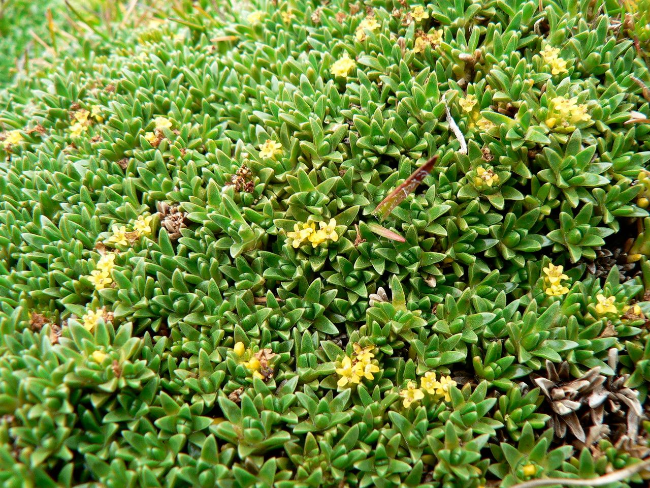 Valeriana aretioides flower