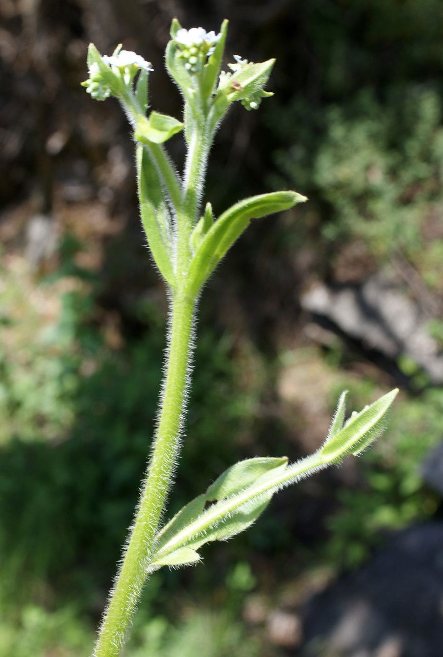 Myosotis welwitschii habit