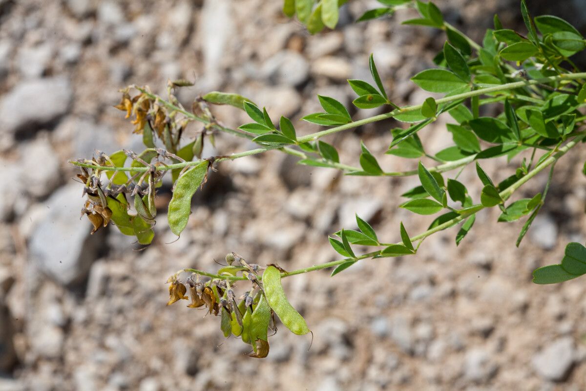 Cytisus nigricans fruit