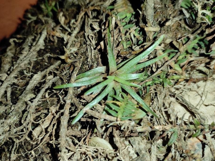 Plantago tubulosa — search result for 'Plantago'