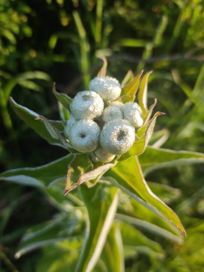 Helichrysum foetidum fruit