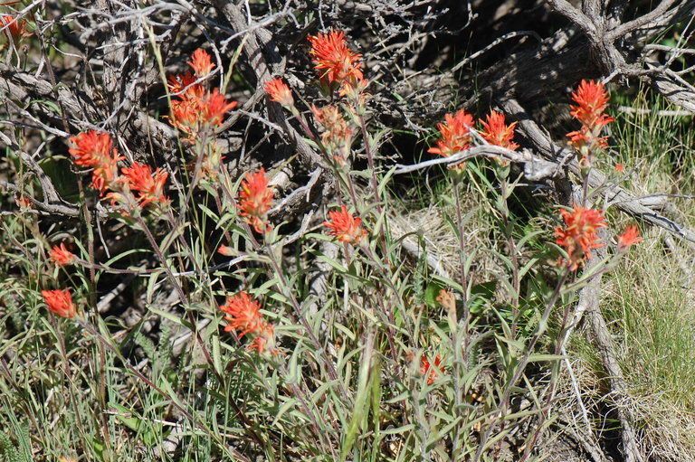 Castilleja peckiana habit