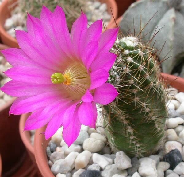 Echinocereus palmeri flower