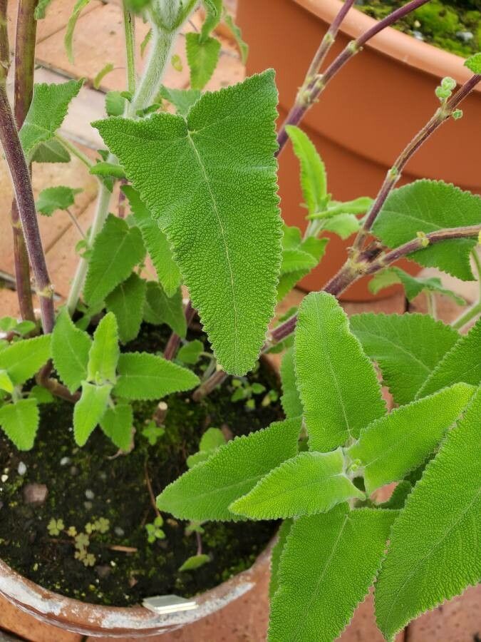 Salvia sagittata — houseplant care guide