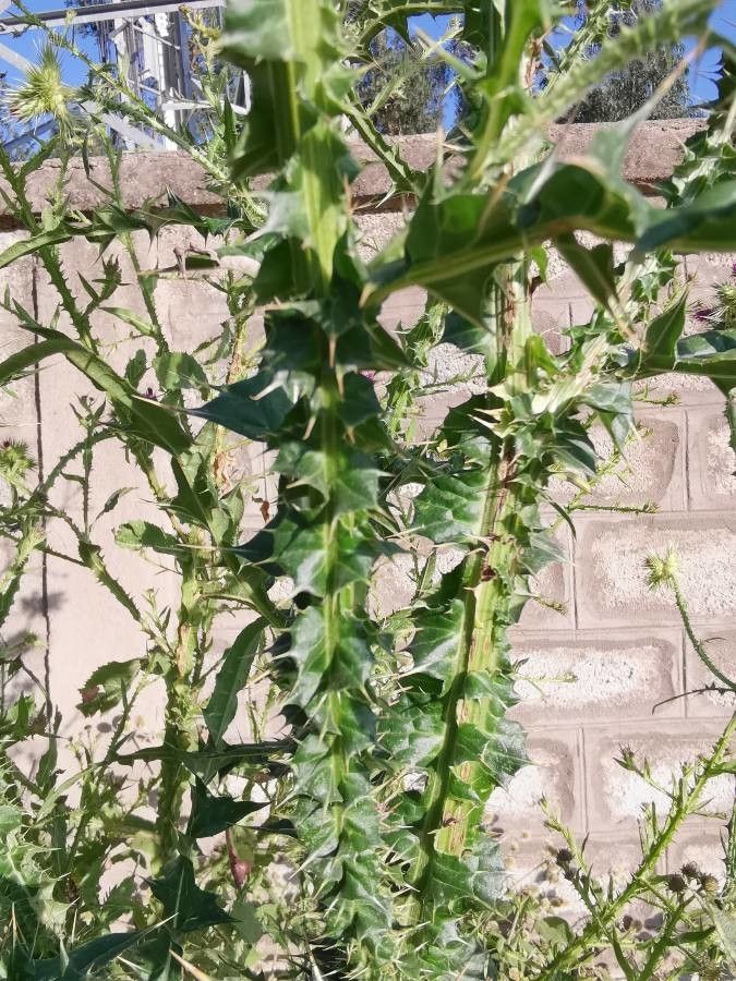 Carduus nyassanus other