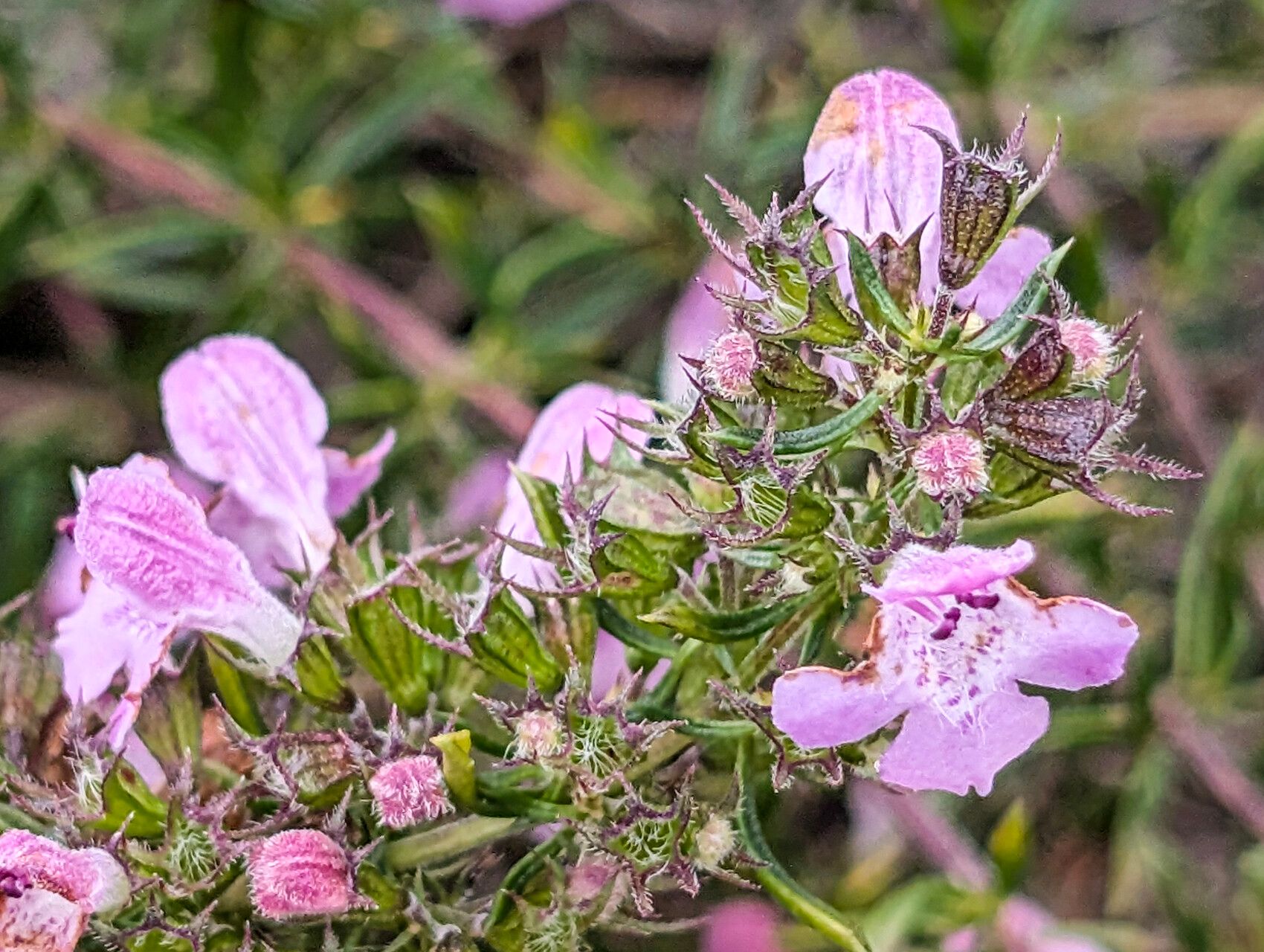 Satureja subspicata flower
