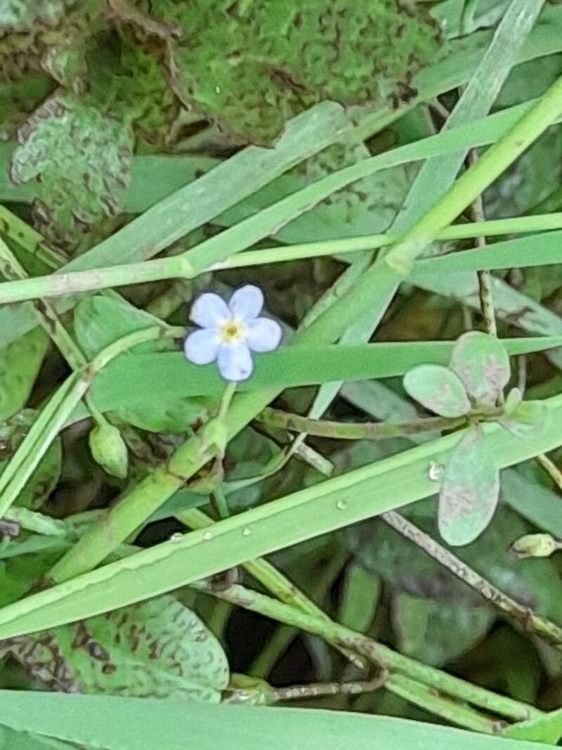 Myosotis secunda flower