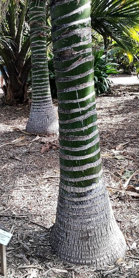 Carpoxylon macrospermum bark