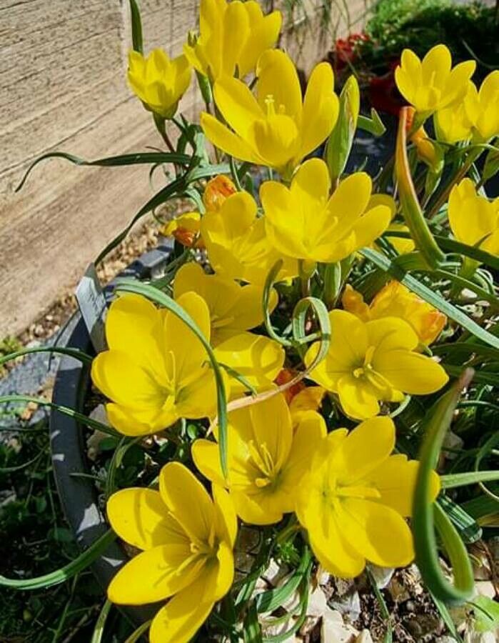 Geissorhiza corrugata — related species from the same genus