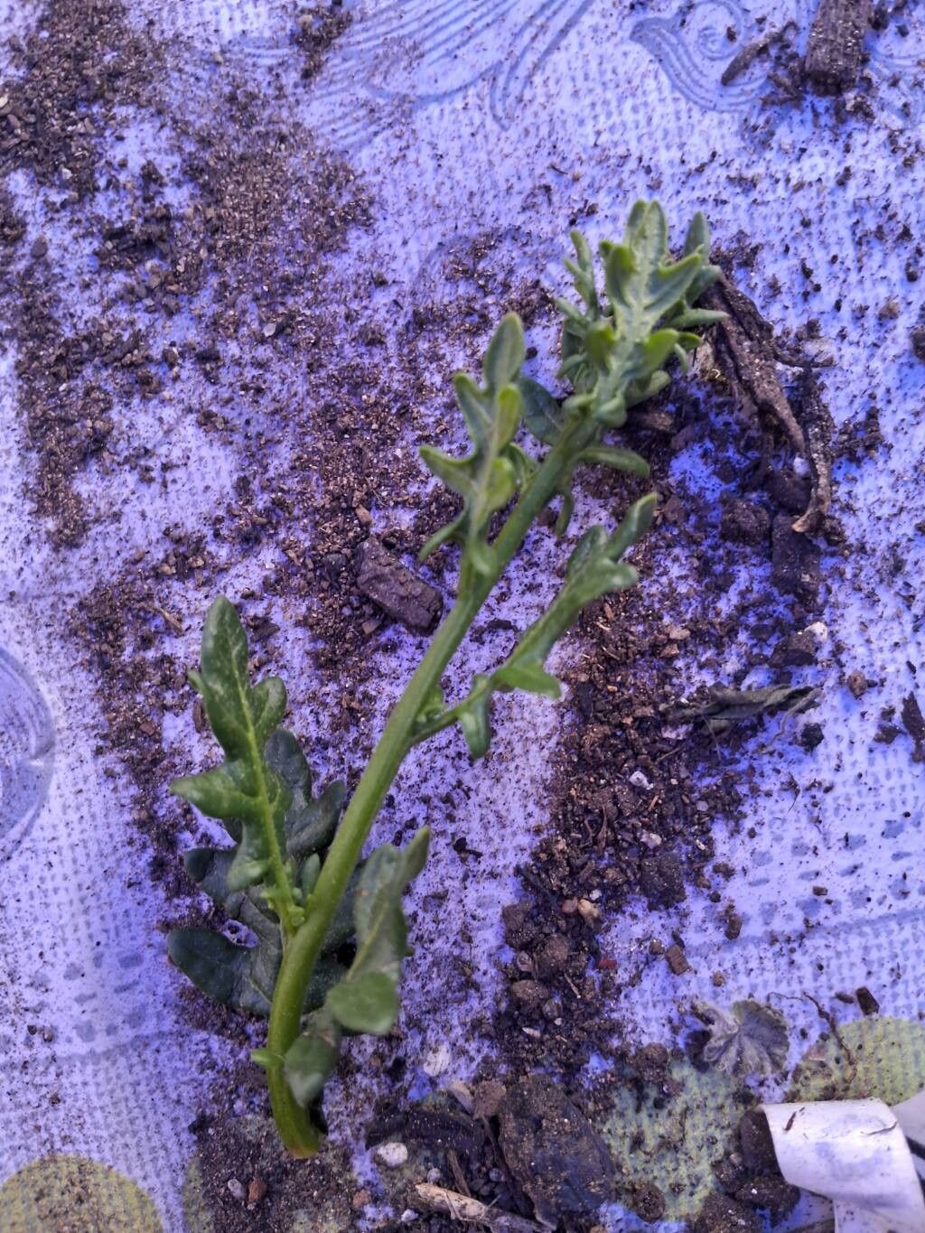 Solanum pinnatum leaf