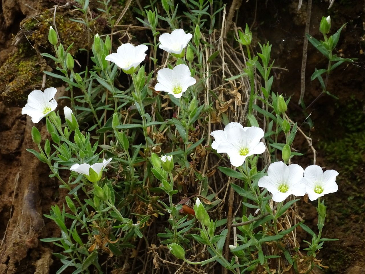 Arenaria montana bark