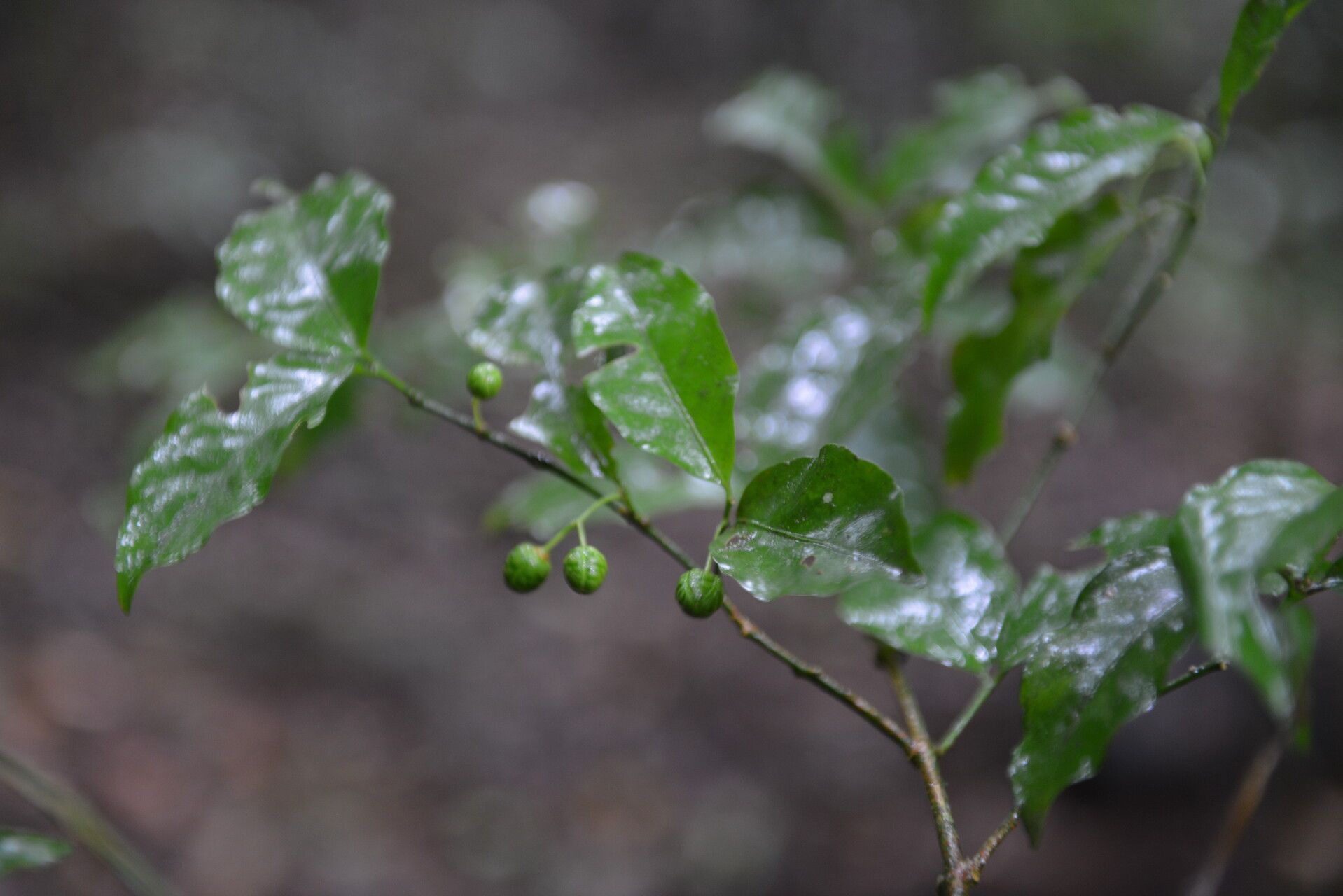 Euonymus costaricensis — search result for 'Euonymus'