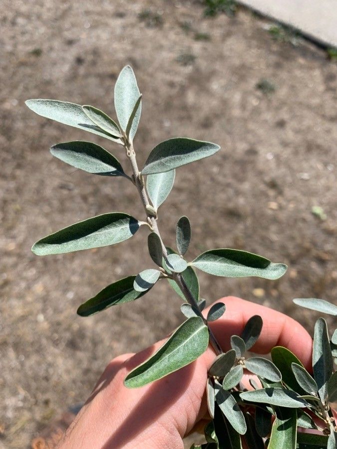 Shepherdia argentea — search result for 'western Canada'