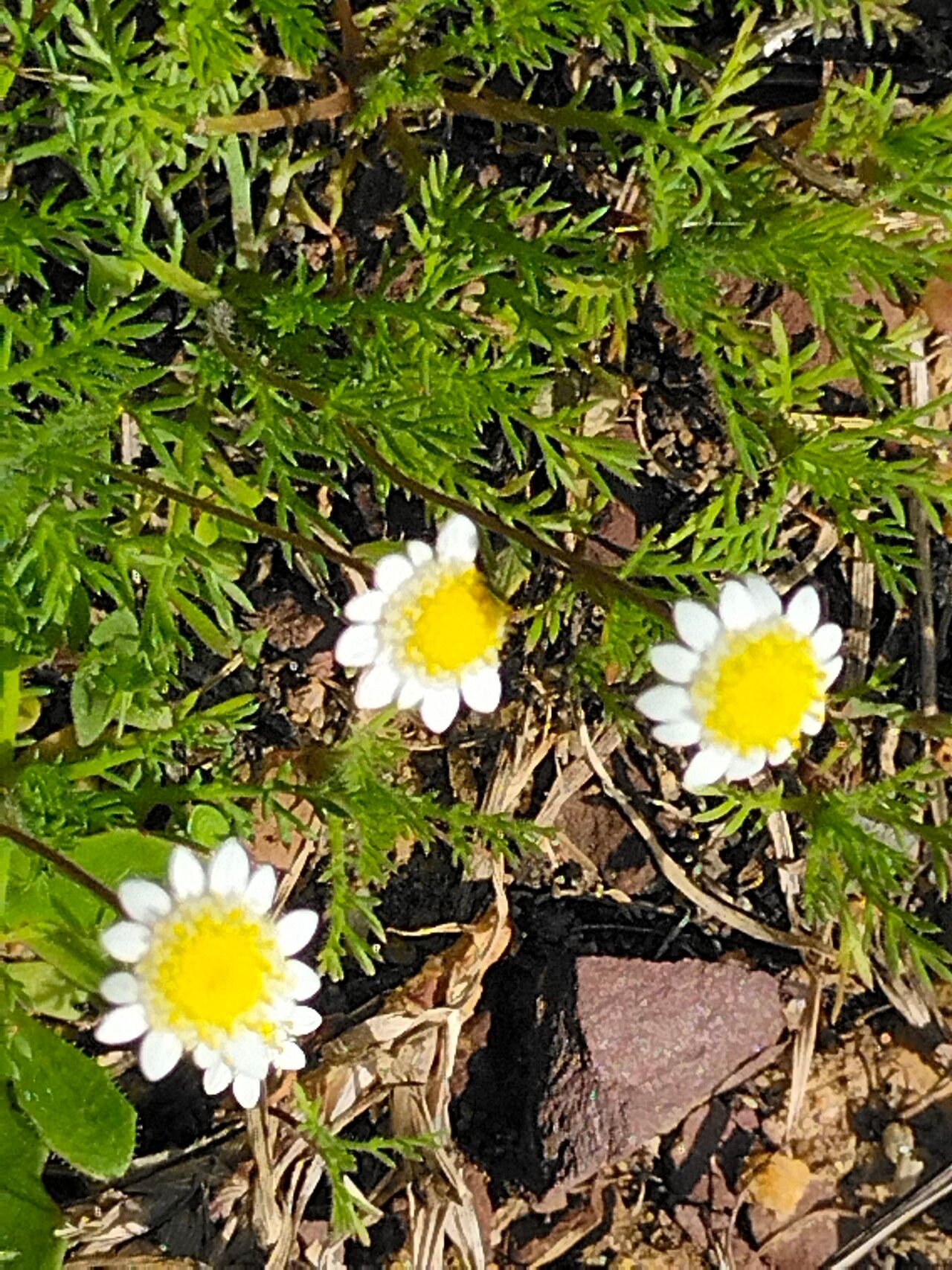 Cotula turbinata flower