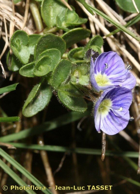 Veronica repens other