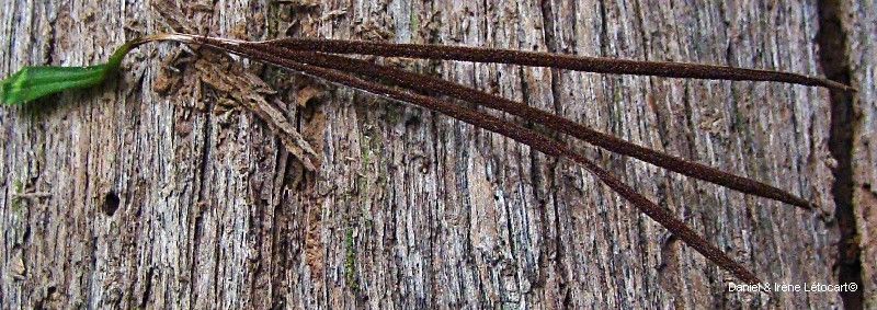 Actinostachys melanesica bark