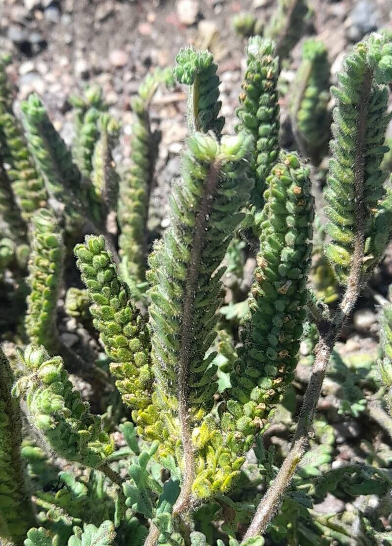 Phacelia sinuata other