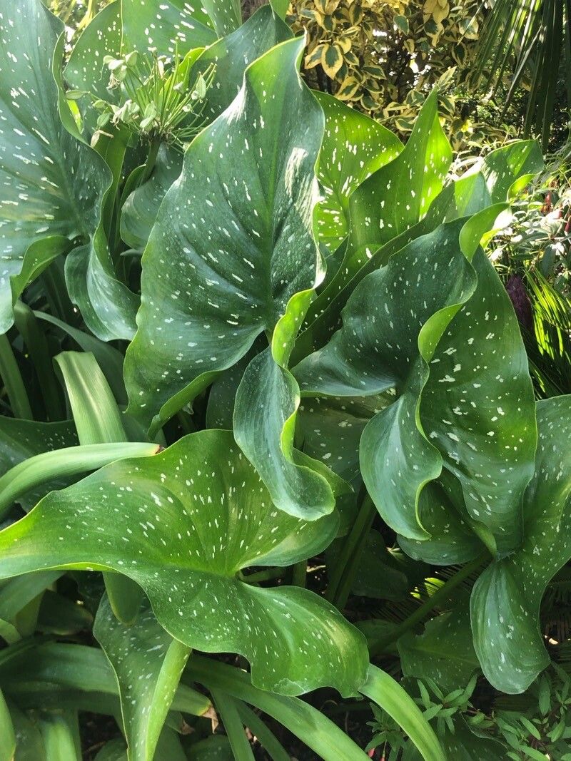 Zantedeschia jucunda