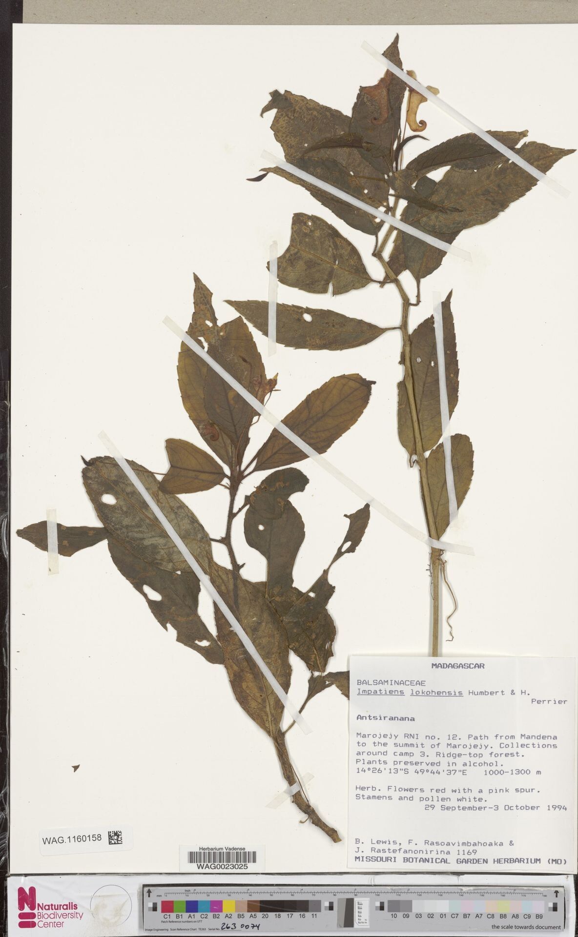 Impatiens lokohensis — houseplant care guide