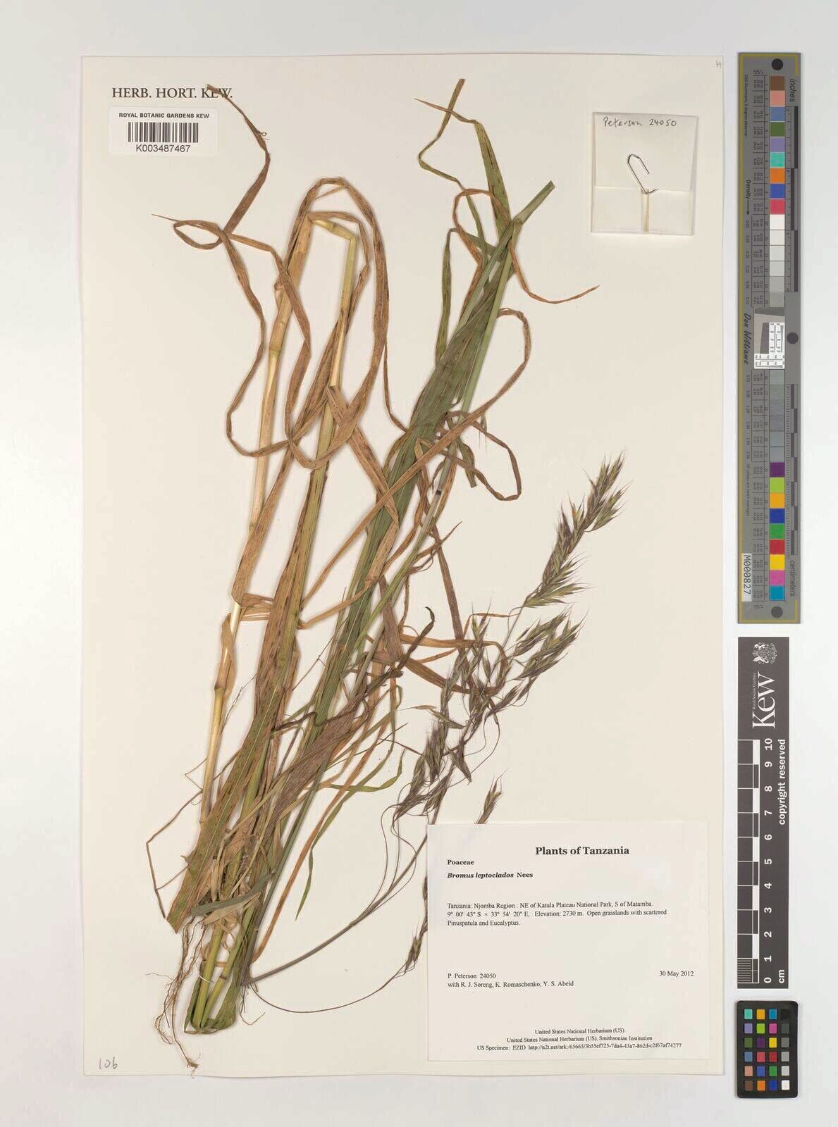 Bromus leptoclados — search result for 'Bromus'