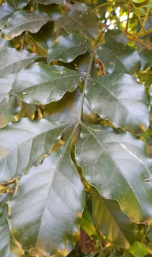 Trichilia glabra — houseplant care guide