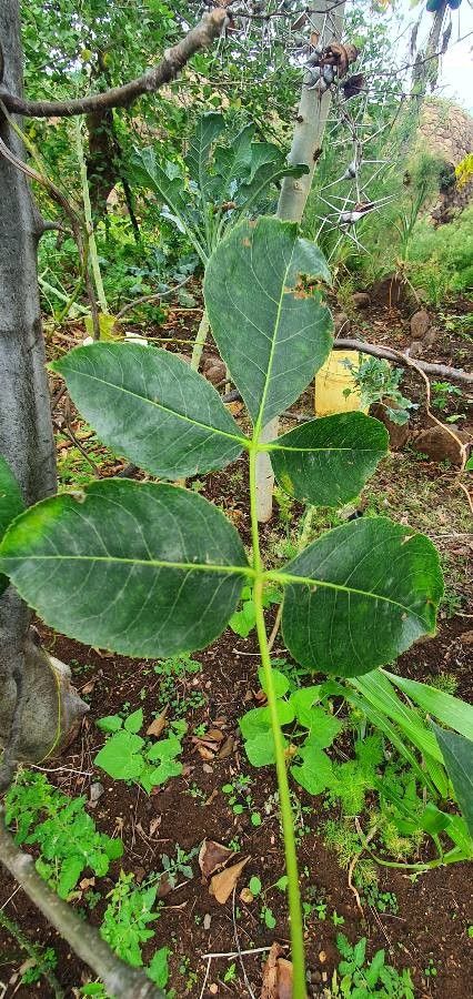 Commiphora eminii — search result for 'Commiphora'