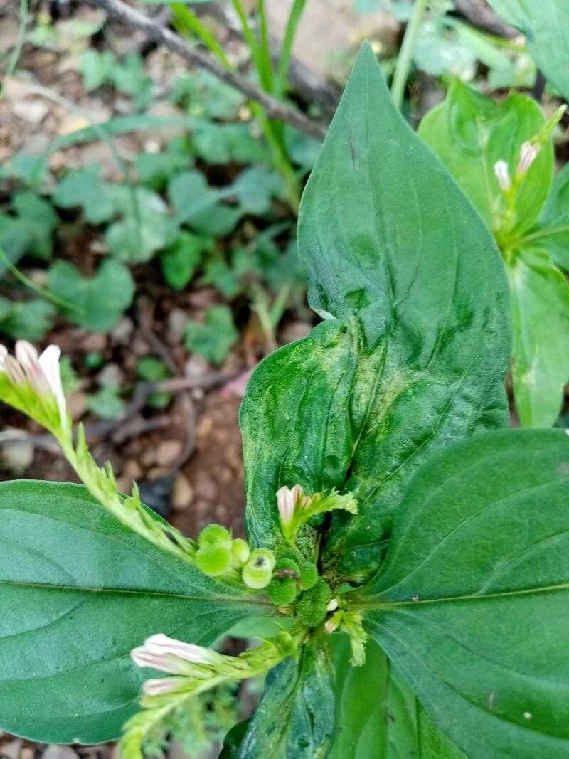Spigelia anthelmia flower