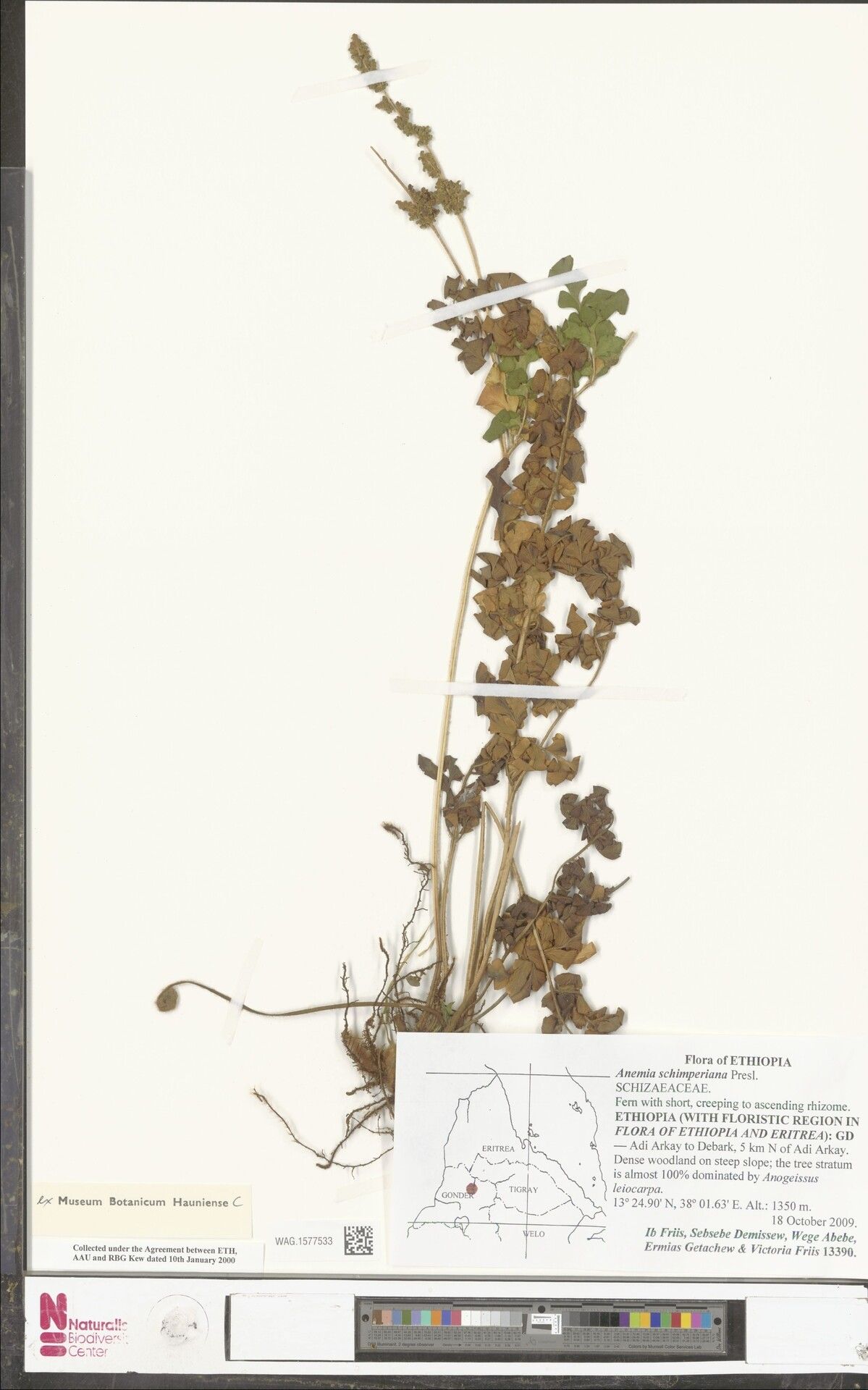 Anemia schimperiana — houseplant care guide