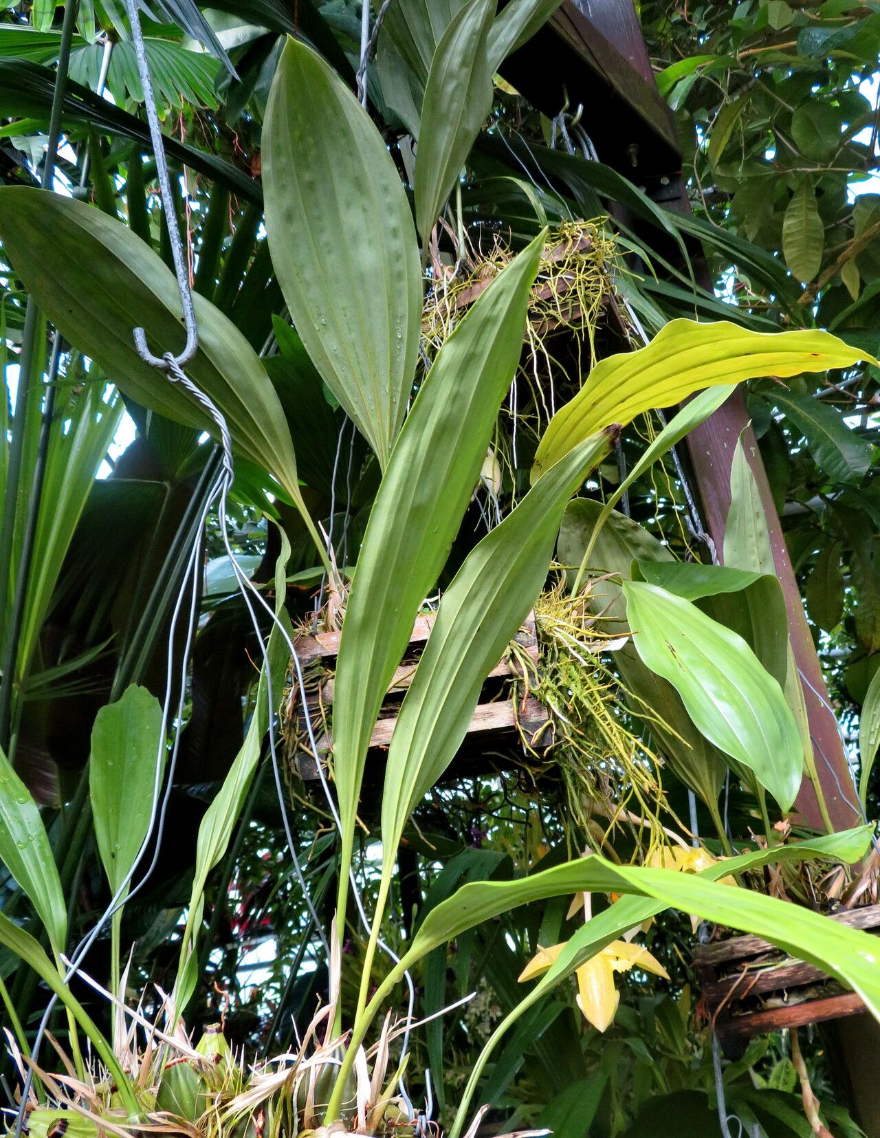 Stanhopea radiosa habit